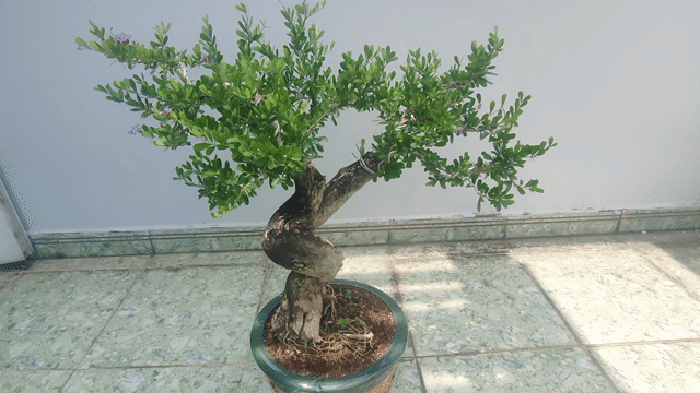 Bonsai Linh Sam siêu bông hoa tím gốc to khủng. Mua bán Cây cảnh, đồ trang trí tại Quận Gò Vấp Tp Hồ Chí Minh được đăng bởi Bình Minh hình 1