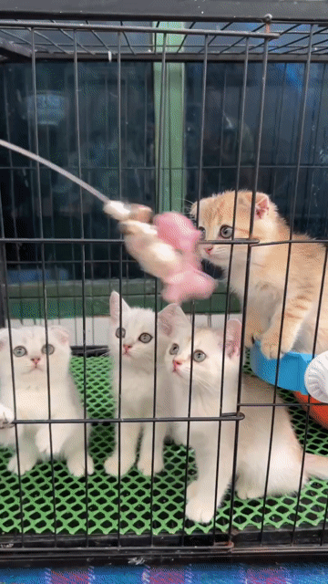 Mèo tai cụp con đực cái có đủ. Mua bán Mèo tại Quận 11 Tp Hồ Chí Minh được đăng bởi Kim Long hình 1
