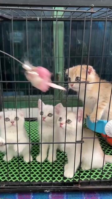 Mèo tai cụp con đực cái có đủ. Mua bán Mèo tại Quận 11 Tp Hồ Chí Minh được đăng bởi Kim Long hình 1