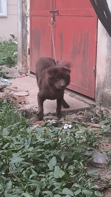 Chó Bắc Hà đực gần 2 tuổi. Mua bán Chó tại Quận Hà Đông Hà Nội được đăng bởi Nguyễn Tuấn hình 1