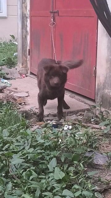 Chó Bắc Hà đực gần 2 tuổi. Mua bán Chó tại Quận Hà Đông Hà Nội được đăng bởi Nguyễn Tuấn hình 1