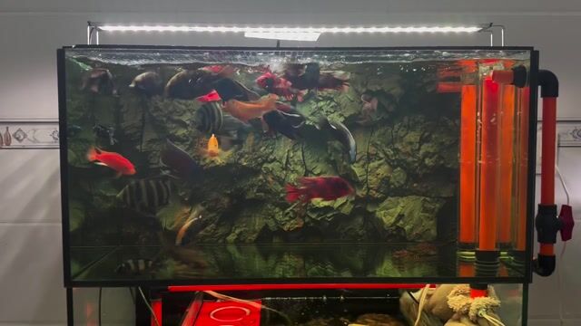 Cá Ali nhiều màu. Mua bán Thú cưng khác tại Huyện Thanh Bình Đồng Tháp được đăng bởi sisi hình 1