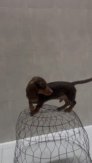 Lạp Xưỡng. Mua bán Chó tại Thành phố Mỹ Tho Tiền Giang được đăng bởi Thúy hình 1