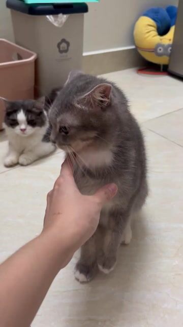 Mèo ALD Lông Ngắn Cái Xám 1 tuổi. Mua bán Mèo tại Quận Bình Tân Tp Hồ Chí Minh được đăng bởi Ái Huỳnh Nữ hình 1