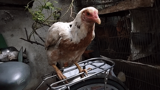 Gà mái Lai Mỹ chân vàng mồng dâu 2.2kg. Mua bán Gà tại Quận 8 Tp Hồ Chí Minh được đăng bởi đại  hình 1