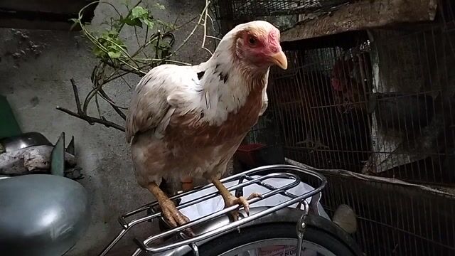 Gà mái Lai Mỹ chân vàng mồng dâu 2.2kg. Mua bán Gà tại Quận 8 Tp Hồ Chí Minh được đăng bởi đại  hình 1