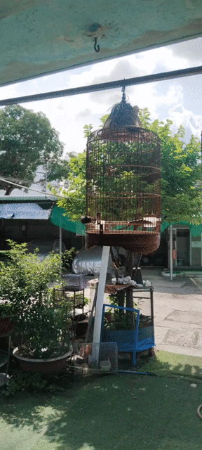 sâu đầu đỏ . Mua bán Chim tại Huyện Hóc Môn Tp Hồ Chí Minh được đăng bởi A thanh hình 1