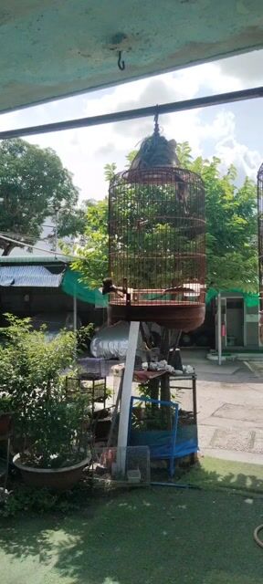sâu đầu đỏ . Mua bán Chim tại Huyện Hóc Môn Tp Hồ Chí Minh được đăng bởi A thanh hình 1