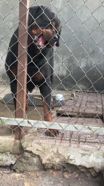Chó Rottweiler cái. Mua bán Chó tại Huyện Chơn Thành Bình Phước được đăng bởi Minh Tien hình 1