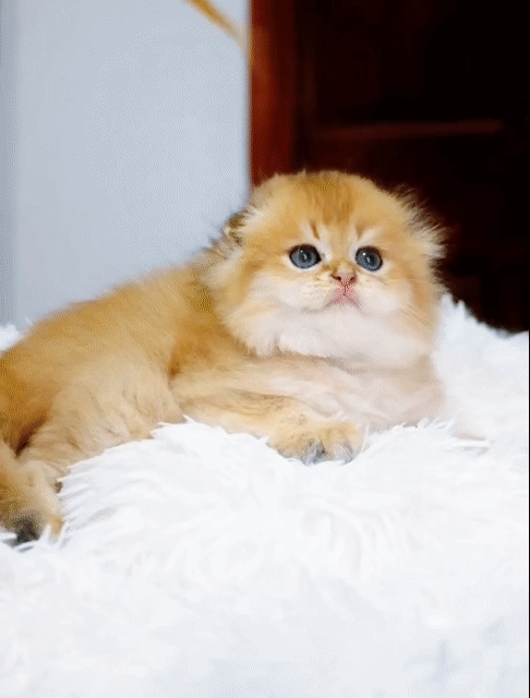 Mèo Golden chân dài, chân lùn munchkin siêu xinh. Mua bán Mèo tại Thành phố Thủ Đức Tp Hồ Chí Minh được đăng bởi Âu Minh Huy hình 1