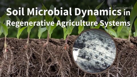 Encyclopedia-Soil Microbial Dynamics in Regenerative Agriculture Systems