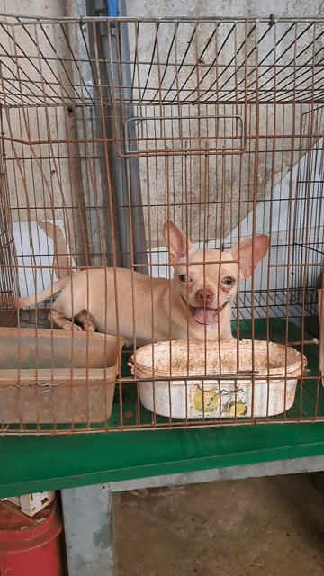 Chó Chihuahua Cái Vàng mơ 6 tháng 3 mũi. Mua bán Chó tại Quận 12 Tp Hồ Chí Minh được đăng bởi Ha Chu hình 1