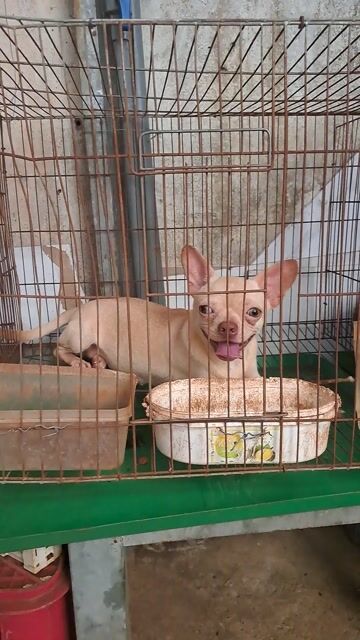 Chó Chihuahua Cái Vàng mơ 6 tháng 3 mũi. Mua bán Chó tại Quận 12 Tp Hồ Chí Minh được đăng bởi Ha Chu hình 1