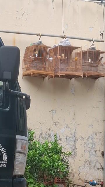 Chim chào mào 1 mùa lông mới. Mua bán Chim tại Quận Bình Thạnh Tp Hồ Chí Minh được đăng bởi Nguyễn hạnh hình 1