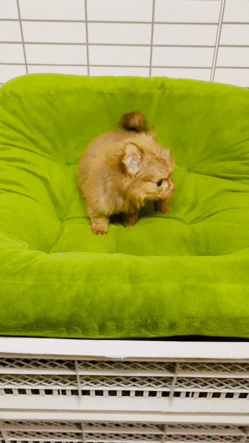 Chó Chihuahua cái Nâu lông dài. Mua bán Chó tại Quận 8 Tp Hồ Chí Minh được đăng bởi Nguyễn Mạnh  hình 1