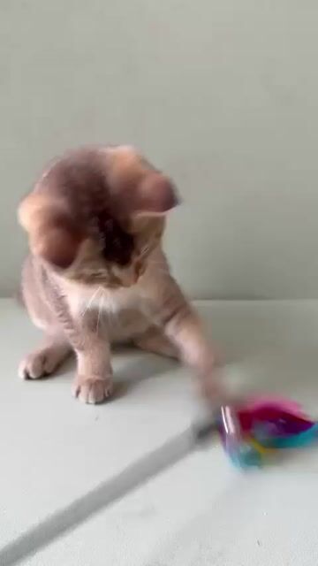 Mèo nhà đực 5 tháng Golden. Mua bán Mèo tại Quận 8 Tp Hồ Chí Minh được đăng bởi Lazycat Room hình 1