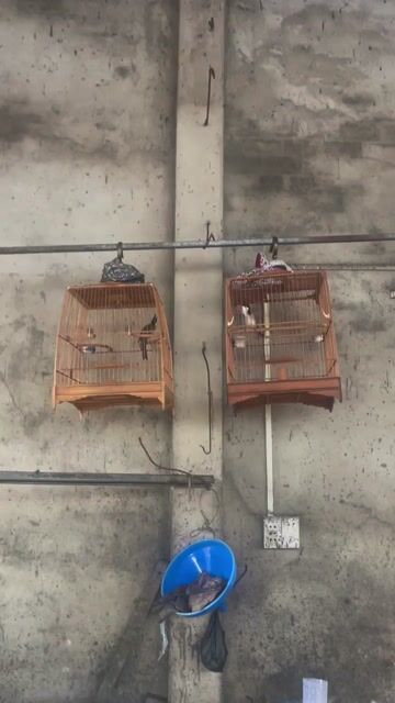 Chim cảnh trống 1 mùa Đỏ Trắng Đen. Mua bán Chim tại Huyện Bình Chánh Tp Hồ Chí Minh được đăng bởi Trong Anh hình 1