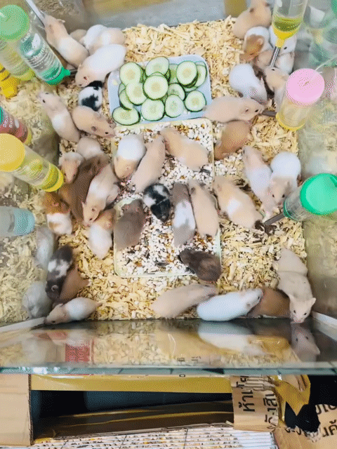Hamster Bear nhiều màu có sẵn tại Đà Nẵng. Mua bán Thú cưng khác tại Quận Thanh Khê Đà Nẵng được đăng bởi Mr. Dinh hình 1