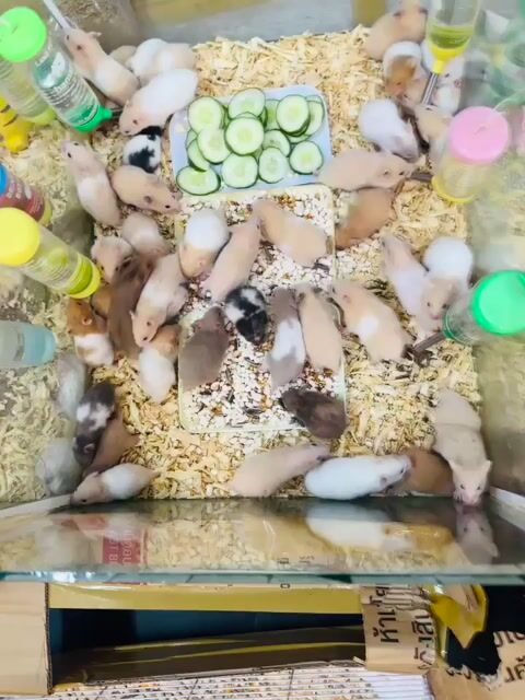 Hamster Bear nhiều màu có sẵn tại Đà Nẵng. Mua bán Thú cưng khác tại Quận Thanh Khê Đà Nẵng được đăng bởi Mr. Dinh hình 1