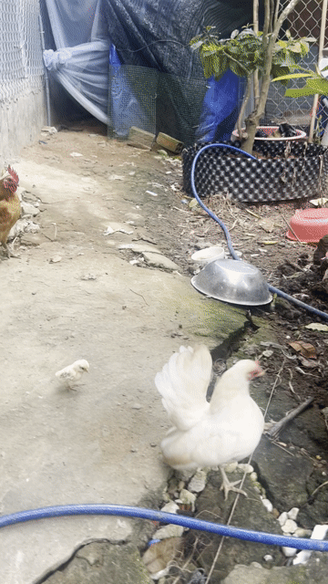 Gà Serama Gà  Khoẻ mạnh. Mua bán Gà tại Quận Thốt Nốt Cần Thơ được đăng bởi Phan Van Khai hình 1