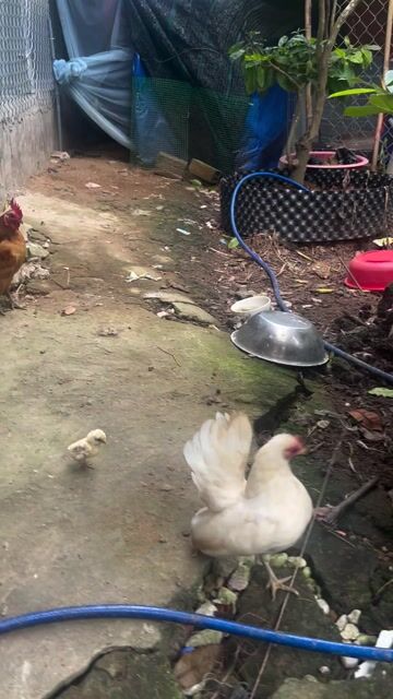 Gà Serama Gà  Khoẻ mạnh. Mua bán Gà tại Quận Thốt Nốt Cần Thơ được đăng bởi Phan Van Khai hình 1