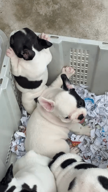 Chó French Bulldog con màu Đen trắng. Mua bán Chó tại Huyện Bình Chánh Tp Hồ Chí Minh được đăng bởi pom pet sài gòn hình 1