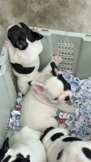 Chó French Bulldog con màu Đen trắng. Mua bán Chó tại Huyện Bình Chánh Tp Hồ Chí Minh được đăng bởi pom pet sài gòn hình 1