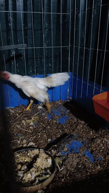 Gà tre trống 6 tháng tuổi. Mua bán Gà tại Huyện Thanh Oai Hà Nội được đăng bởi hồng anh hình 1