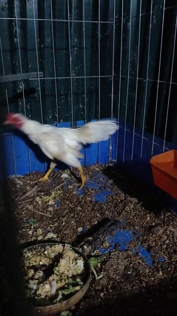 Gà tre trống 6 tháng tuổi. Mua bán Gà tại Huyện Thanh Oai Hà Nội được đăng bởi hồng anh hình 1
