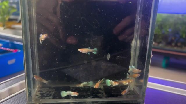 Guppy Full Gold. Mua bán Thú cưng khác tại Quận Tân Bình Tp Hồ Chí Minh được đăng bởi Đức Thiện Lại hình 1