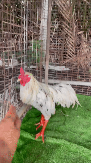 Gà bướm lai 2k850 zin máu thái 70%. Mua bán Gà tại Quận 6 Tp Hồ Chí Minh được đăng bởi A Tài Gà đá Miền Tây 1 hình 1