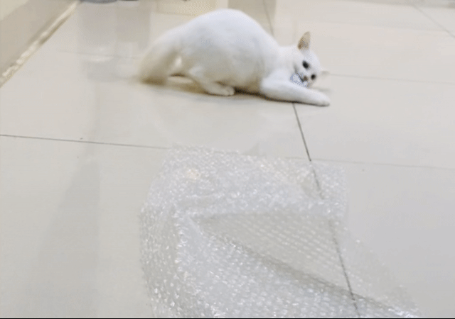 Mèo Anh lông dài trắng 4 tháng. Mua bán Mèo tại Quận Hà Đông Hà Nội được đăng bởi Tên chưa cung cấp hình 1