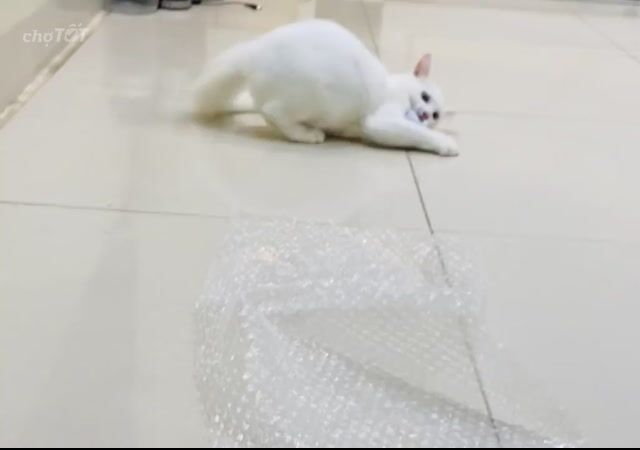 Mèo Anh lông dài trắng 4 tháng. Mua bán Mèo tại Quận Hà Đông Hà Nội được đăng bởi Tên chưa cung cấp hình 1