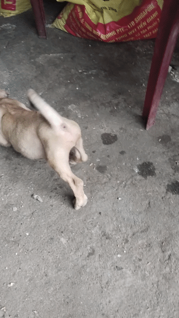 Chó Phú Quốc Đực Nâu vàng nhanh nhẹn. Mua bán Chó tại Quận 12 Tp Hồ Chí Minh được đăng bởi Lê Đình Bảo Minh hình 1