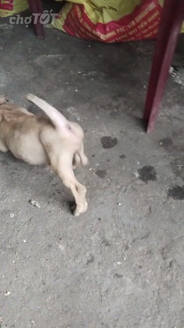 Chó Phú Quốc Đực Nâu vàng nhanh nhẹn. Mua bán Chó tại Quận 12 Tp Hồ Chí Minh được đăng bởi Lê Đình Bảo Minh hình 1