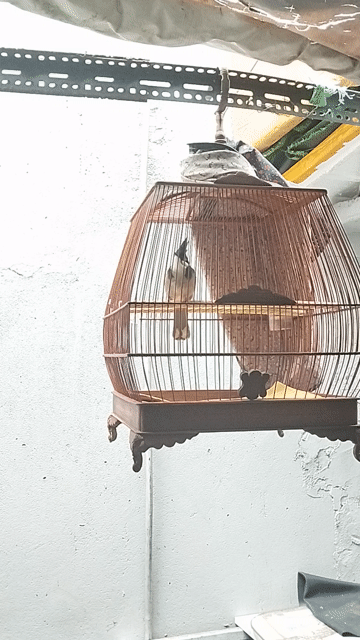 Chim chào mào lông mới. Mua bán Chim tại Quận 4 Tp Hồ Chí Minh được đăng bởi Nguyen Tung hình 1