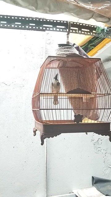 Chim chào mào lông mới. Mua bán Chim tại Quận 4 Tp Hồ Chí Minh được đăng bởi Nguyen Tung hình 1