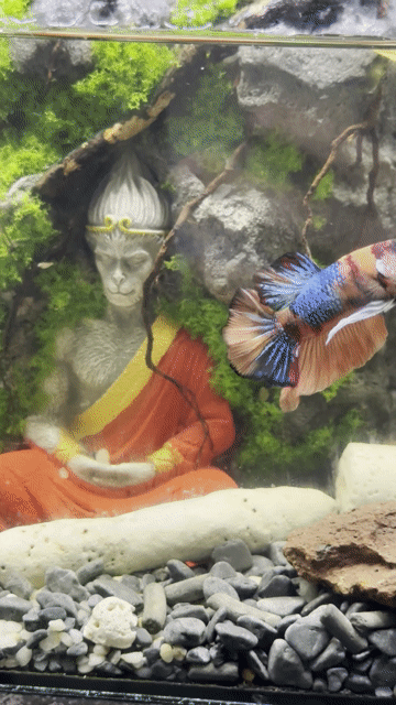 Cá Betta Koi Nemo Đa sắc. Mua bán Thú cưng khác tại Huyện Hóc Môn Tp Hồ Chí Minh được đăng bởi 3979 hình 1
