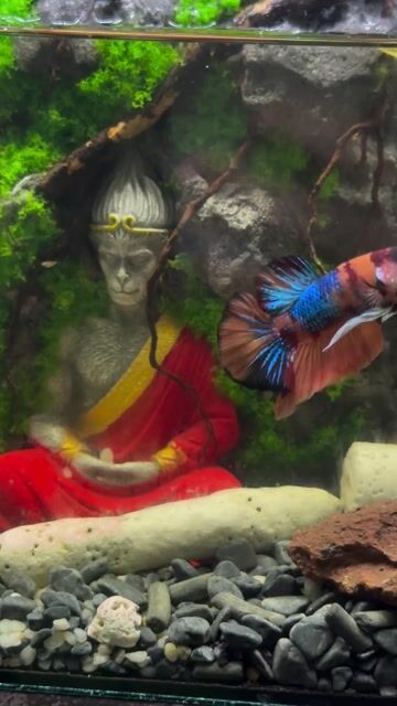 Cá Betta Koi Nemo Đa sắc. Mua bán Thú cưng khác tại Huyện Hóc Môn Tp Hồ Chí Minh được đăng bởi 3979 hình 1