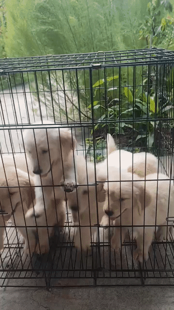 Chó Golden Retriever Vàng kem. Mua bán Chó tại Thành phố Dĩ An Bình Dương được đăng bởi Lê Nhựt Minh hình 1