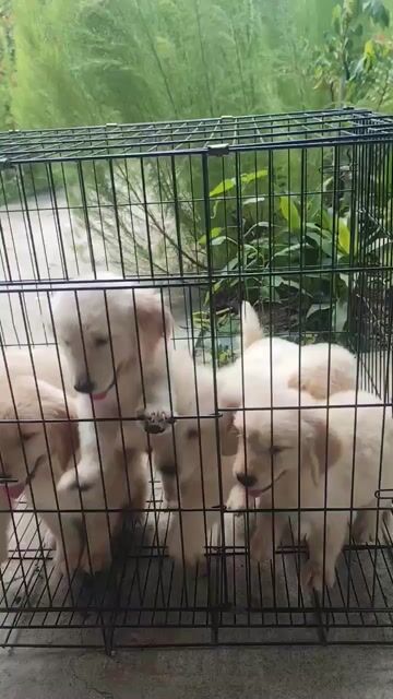 Chó Golden Retriever Vàng kem. Mua bán Chó tại Thành phố Dĩ An Bình Dương được đăng bởi Lê Nhựt Minh hình 1
