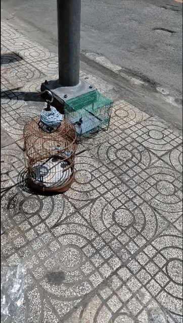Chim cảnh màu Đen 2 mùa. Mua bán Chim tại Quận 5 Tp Hồ Chí Minh được đăng bởi Thành  hình 1