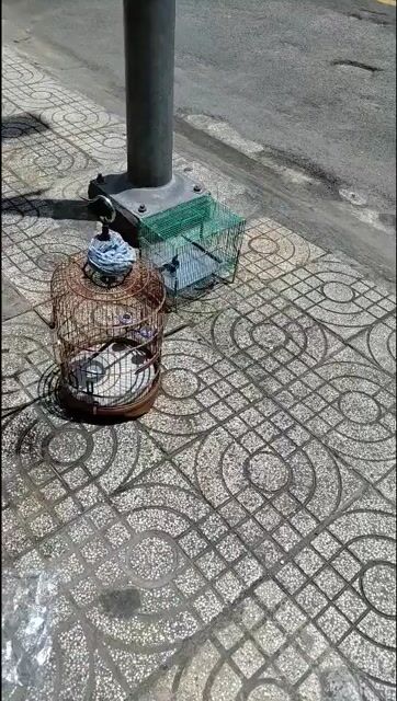 Chim cảnh màu Đen 2 mùa. Mua bán Chim tại Quận 5 Tp Hồ Chí Minh được đăng bởi Thành  hình 1