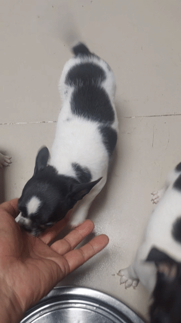 Chó Chihuahua thuần chủng bò sữa. Mua bán Chó tại Huyện Hóc Môn Tp Hồ Chí Minh được đăng bởi Chiến Nguyễn hình 1
