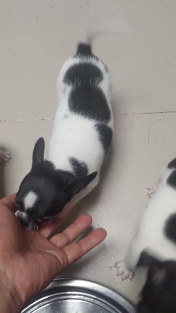 Chó Chihuahua thuần chủng bò sữa. Mua bán Chó tại Huyện Hóc Môn Tp Hồ Chí Minh được đăng bởi Chiến Nguyễn hình 1