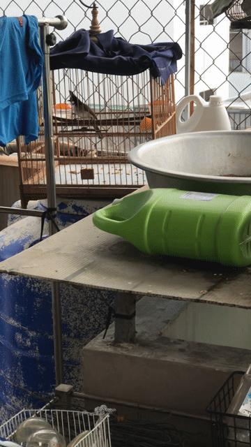 Chim chào mào chim sẩy. Mua bán Chim tại Quận Gò Vấp Tp Hồ Chí Minh được đăng bởi ace mua goi nha hình 1