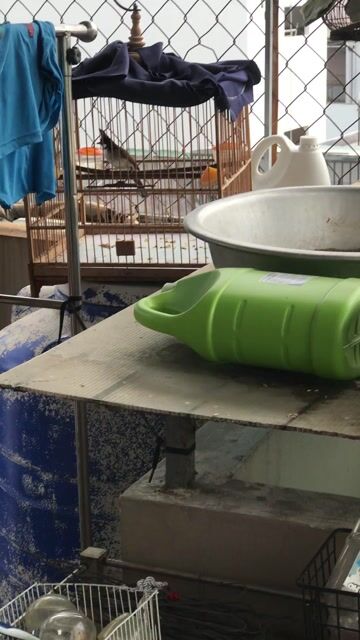 Chim chào mào chim sẩy. Mua bán Chim tại Quận Gò Vấp Tp Hồ Chí Minh được đăng bởi ace mua goi nha hình 1