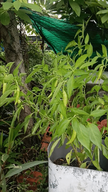 Cây ớt sừng siêu cay dài. Mua bán Đồ chuyên dụng, Giống nuôi trồng tại Huyện Cần Giuộc Long An được đăng bởi nhok giang hình 1