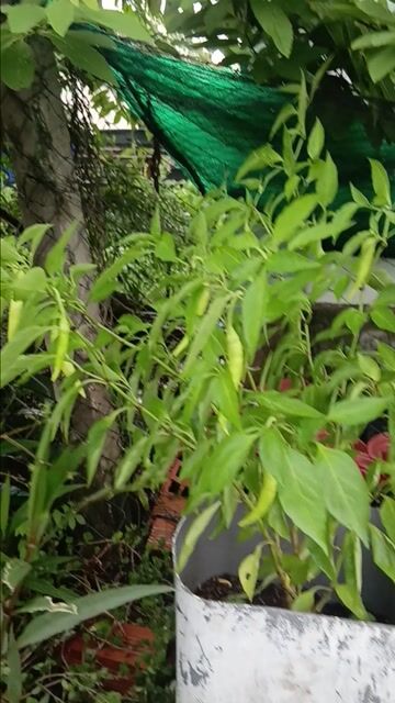 Cây ớt sừng siêu cay dài. Mua bán Đồ chuyên dụng, Giống nuôi trồng tại Huyện Cần Giuộc Long An được đăng bởi nhok giang hình 1