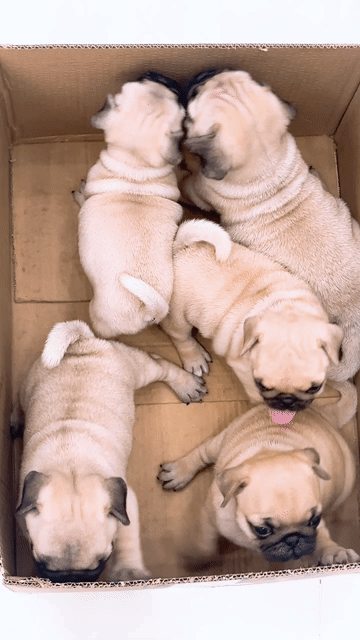 heo xệ lùn🥰🥰. Mua bán Chó tại Quận Bình Tân Tp Hồ Chí Minh được đăng bởi huỳnh thật  hình 1